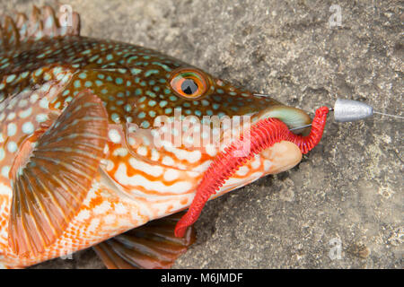 A Ballan wrasse, Labrus bergylta, caught lure fishing around Portland Bill, Isle of Portland Dorset England UK. Stock Photo