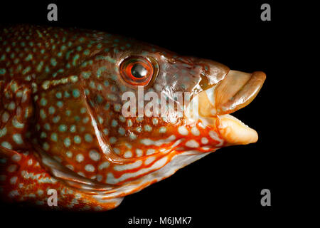 Detail of a  Ballan wrasse, Labrus bergylta, caught lure fishing around Portland Bill, Isle of Portland Dorset England UK. Stock Photo