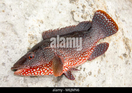 A Ballan wrasse, Labrus bergylta, caught lure fishing around Portland Bill, Isle of Portland Dorset England UK. Stock Photo