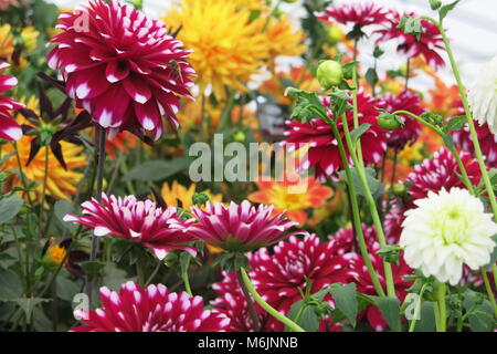 A border for late summer of vividly coloured dahlias; these varieties were on show at RHS Chatsworth in June 2017 Stock Photo