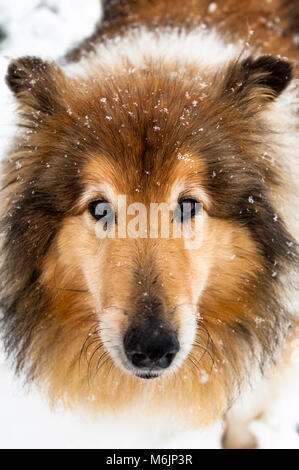 Rough Collie dog playing in the snow during Storm Emma in Ballydehob, West Cork, Ireland. Stock Photo