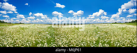 beautiful panorama spring rural landscape with a flowering flowers on meadow and blue sky. wild flowers chamomiles blossoming on meadow. blooming whit Stock Photo
