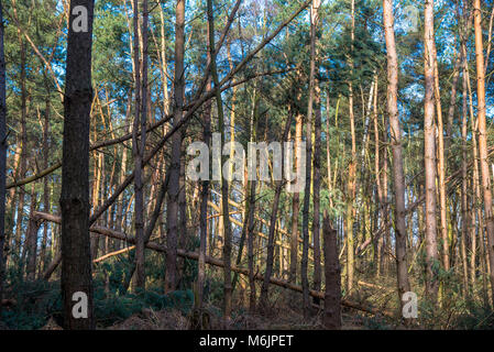 broken trees in forest after stormy weather in Achterhoek, Gelderland, Holland Stock Photo