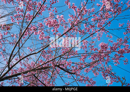 Royalty high quality free stock image of cherry blossom sakura (Prunus Cesacoides, Wild Himalayan Cherry) in springtime Stock Photo
