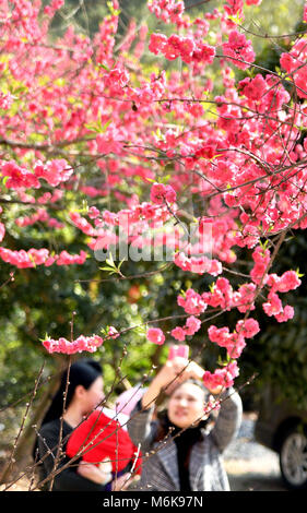 Shaoyang, China's Hunan Province. 3rd Mar, 2018. Visitors take photos of peach blossoms at Taolin Village of Shaoyang City, central China's Hunan Province, March 3, 2018. Credit: Yan Qinlong/Xinhua/Alamy Live News Stock Photo