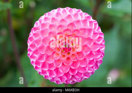 Chengdu, Chengdu, China. 5th Mar, 2018. Chengdu, CHINA-March 2018: Dahlia flowers in full blossom in Chengdu, southwest China's Sichuan Province. Credit: SIPA Asia/ZUMA Wire/Alamy Live News Stock Photo