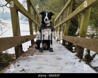 UK Weather: A short-haired Border Collie dog wearing a coat & snow boots to protect her pads & paws from cold ice, grit & salt during a walk near Ashb