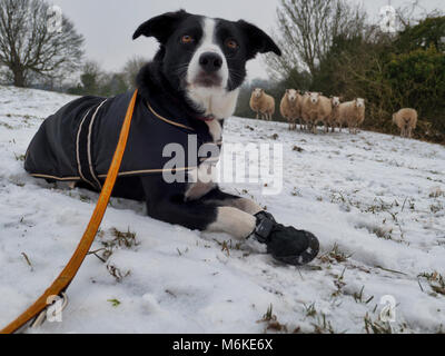 UK Weather: A short-haired Border Collie dog wearing a coat & snow boots to protect her pads & paws from cold ice, grit & salt during a walk near Ashb