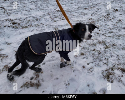 UK Weather: A short-haired Border Collie dog wearing a coat & snow boots to protect her pads & paws from cold ice, grit & salt during a walk near Ashb