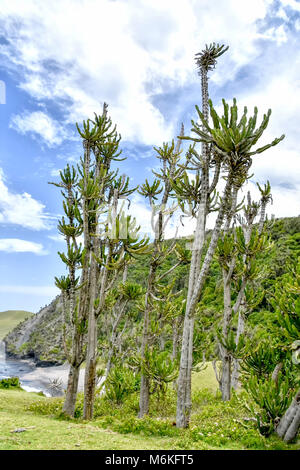 Interesting vegetation near the ocean seen from the green hills on the trail from Coffee Bay at the Indian Ocean in the Eastern Cape at the Wild Coast Stock Photo