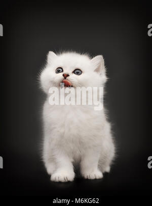 White British kitten licking his tongue out on black background . Stock Photo