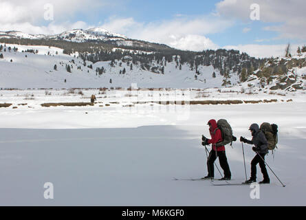 Skiers and bison along Slough Creek. Skiers on Slough Creek Trail with bison grazing near Creek; Stock Photo