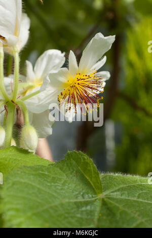 Showy cape stock rose  flower , a native of Africa, has beautiful stamens. Stock Photo