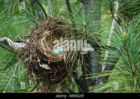 Abandoned American robin (Turdus migratorius) nest, Randall’s Island, NY, USA. Poorly-built nest turned sideways, preventing the robin from sitting on Stock Photo
