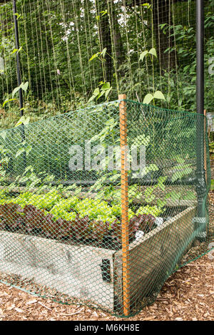 Removable plastic garden fence to deter rabbits from eating the lettuce and other plants in a community garden. Stock Photo