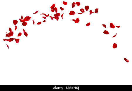 Red rose petals fly in a circle. The center free space for Your photos or text. Isolated white background Stock Photo