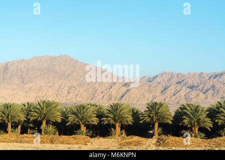 Plantation of Phoenix dactylifera, commonly known as date or date palm trees in Arava desert, Israel, cultivation of sweet delicious Medjool date frui Stock Photo