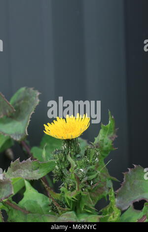 Annual Sow thistle, Sow thistle common weeds in Australia. Also known as Sonchus oleraceus, sowthistle, smooth sow thistle Stock Photo