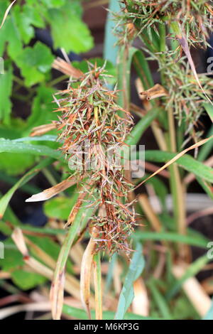 Lemongrass flowers or also known as Cymbopogon Stock Photo