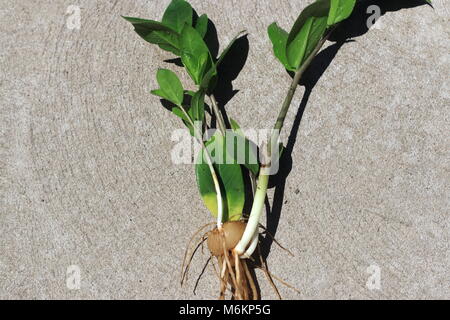 Zamioculcas zamiifolia or known as Zanzibar gem', 'Zuzu plant' or emerald palm Stock Photo
