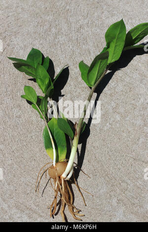 Zamioculcas zamiifolia or known as Zanzibar gem', 'Zuzu plant' or emerald palm Stock Photo