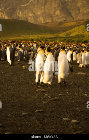 A trio of king penguins bathed in golden light while standing on a dark gray sand and rock beach. Photographed in South Georgia. Stock Photo