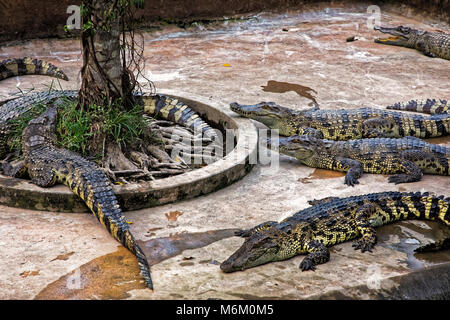 Siamese crocodiles Crocodylus siamensis in a crocodile farm  in the Mekong Delta, Vietnam Stock Photo