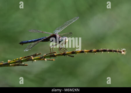 An Australian young Male Black-headed Skimmer Dragonfly resting on a Plant stem close-up