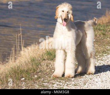 Afghan hound.The Afghan Hound is a hound that is distinguished by its thick, fine, silky coat.The breed was selectively bred for its unique features i Stock Photo