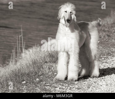 Afghan hound.The Afghan Hound is a hound that is distinguished by its thick, fine, silky coat.The breed was selectively bred for its unique features i Stock Photo