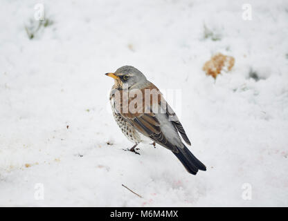 A Fieldfare,Turdus pilaris,perched on a stone in snow. Stock Photo