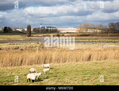 Sheep grazing wetland marshes landscape next to HMP Warren Hill prison, Hollesley Bay, Suffolk, England, UK Stock Photo