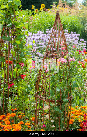 Common beans Phaseolus vulgaris growing Wicker support for plants Colourful Permaculture garden various plants Flowers in an allotment Support garden Stock Photo
