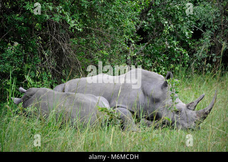 Uganda, Ziwa Rhino Sanctuary Gate, Rhinos Stock Photo