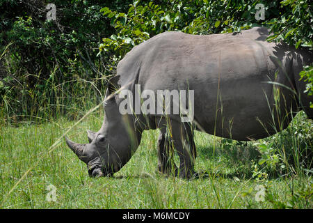 Uganda, Ziwa Rhino Sanctuary Gate, Rhinos Stock Photo