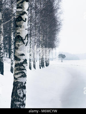 Winter landscape with birch trees and snow at day time in Finland Stock Photo