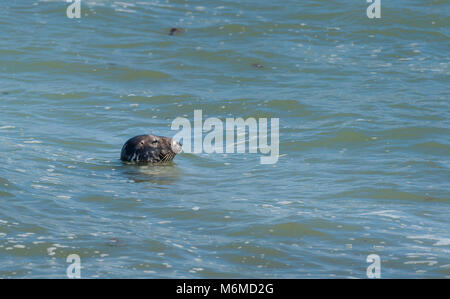 A common seal (Phoca vitulina) looking out of the water in Normandy Stock Photo