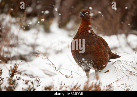 Red grouse in the falling snow Stock Photo
