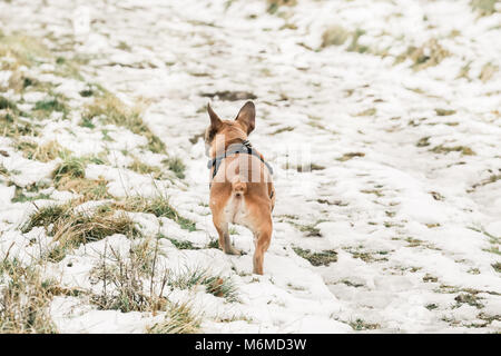 Fawn French Bulldog on a walk in the countryside, UK. Stock Photo