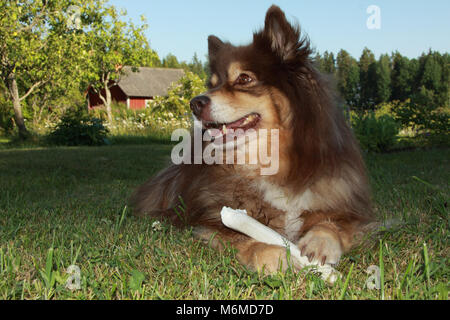 Finnish Lapphund laying on a lawn with a bone. Stock Photo
