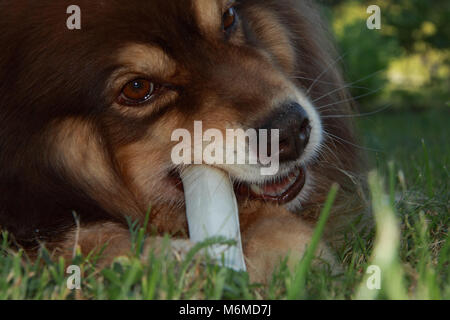 Finnish Lapphund cheweing a bone. Stock Photo