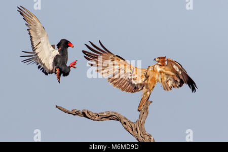 Battle of the eagles, Kruger National Park Stock Photo