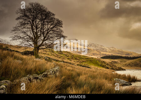 A lone tree by Llyn Y Dywarchen in the Snowdonia National Park, with a submerged fence and ruined wall. A foreboding Mount Snowdon is in the distance. Stock Photo