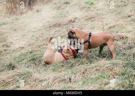 Two Fawn French Bulldogs on a walk in the countryside, UK. Stock Photo