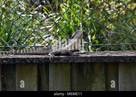 The Australian lizard eastern water dragon ( Physignathus lesueurii) on fence of Noosa National Park, Sunshine Coast, Queensland, Australia Stock Photo