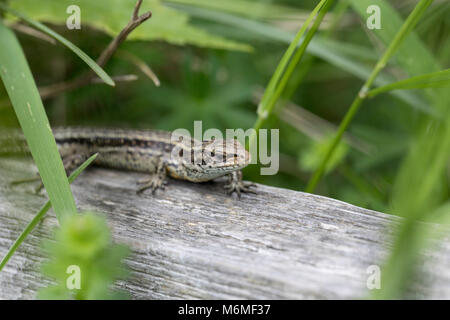 Common Lizard; Lacerta Zootoca vivipara Cumbria; UK Stock Photo