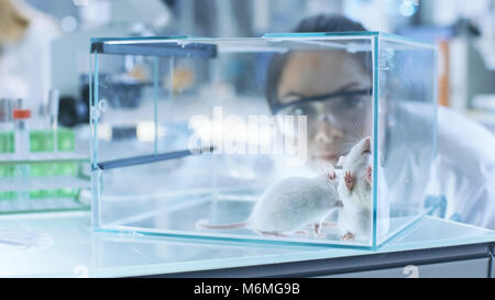 Medical Research Scientists Examines Laboratory Mice kept in a Glass Cage. She Works in a Light Laboratory. Stock Photo