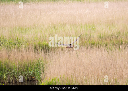 Marsh harriers (Circus aeruginosus)  flying over reed bed. Stock Photo