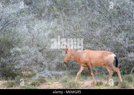 Red Hartebeest (Alcelaphus buselaphus) walking in front of accacia thorns, Addo Elephant National Park, Eastern Cape Province, South Africa Stock Photo