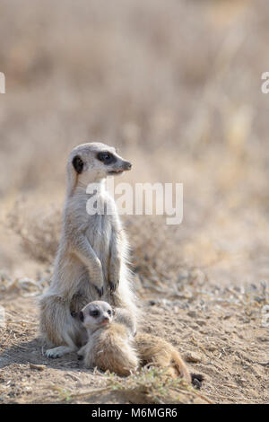 Meerkats (Suricata suricatta) adult and two juveniles, watching around, Mountain Zebra National Park, South Africa Stock Photo